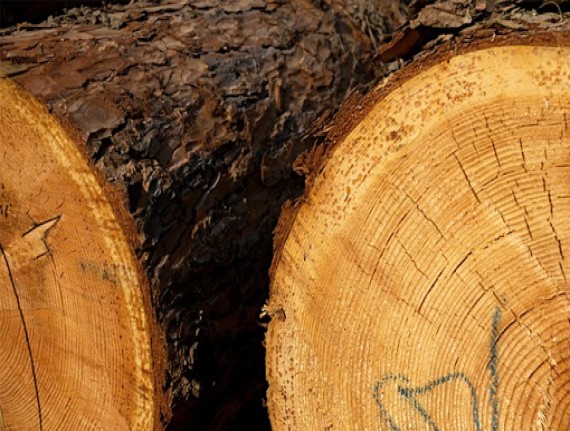 CNM alerta para Instrução Normativa sobre nova regra para acesso ao Sinaflor